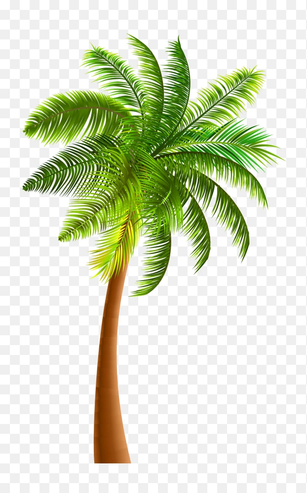 Palm Tree Transparent Background PNG  Transparent Background