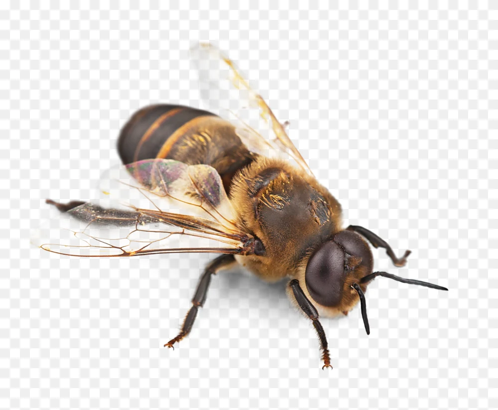 Honeybee Image PNG Transparent Background  Transparent Background